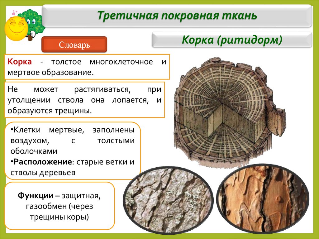 Третичная покровная ткань