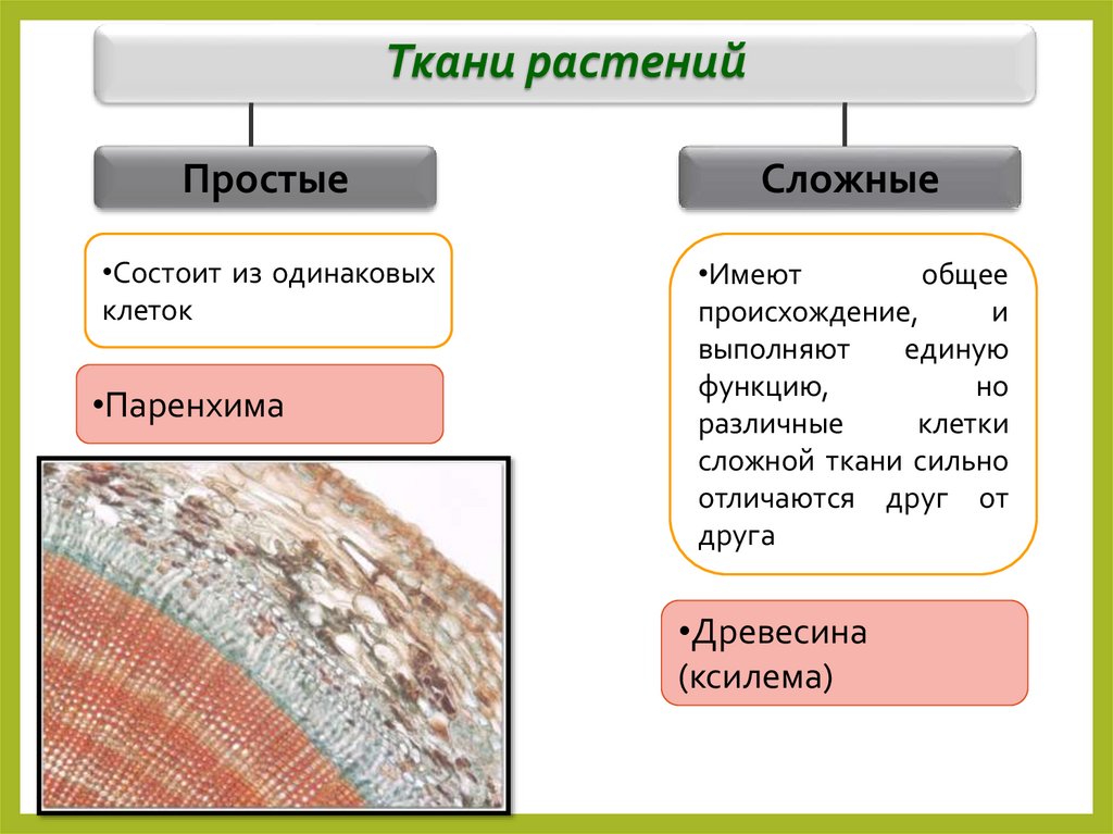 Ткани растений