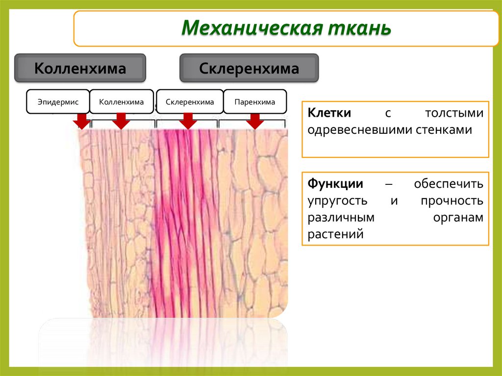 Механическая ткань