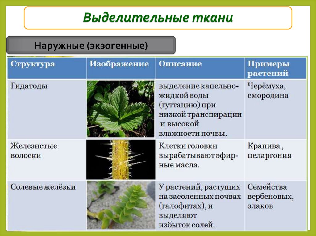 Выделительные ткани