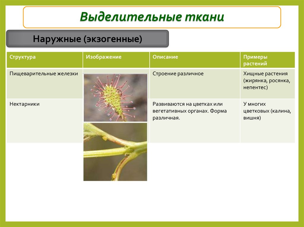 Выделительные ткани