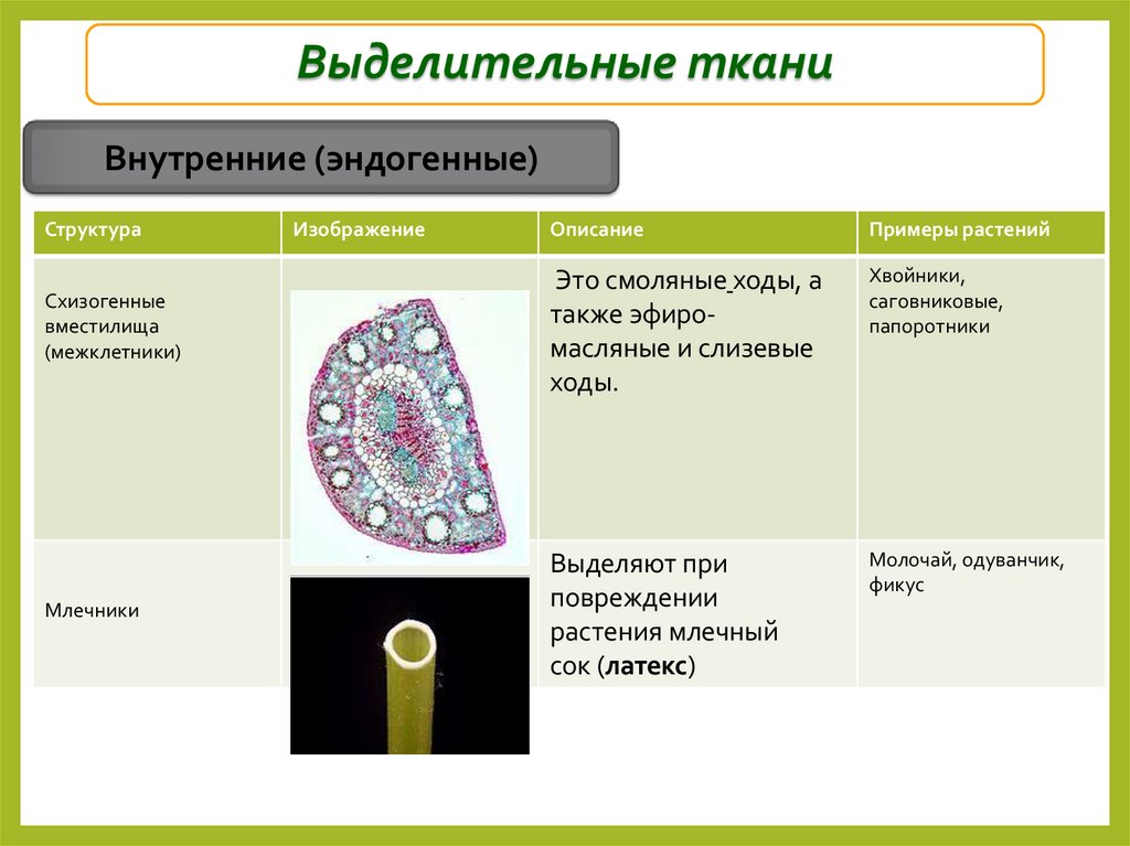 Выделительные ткани