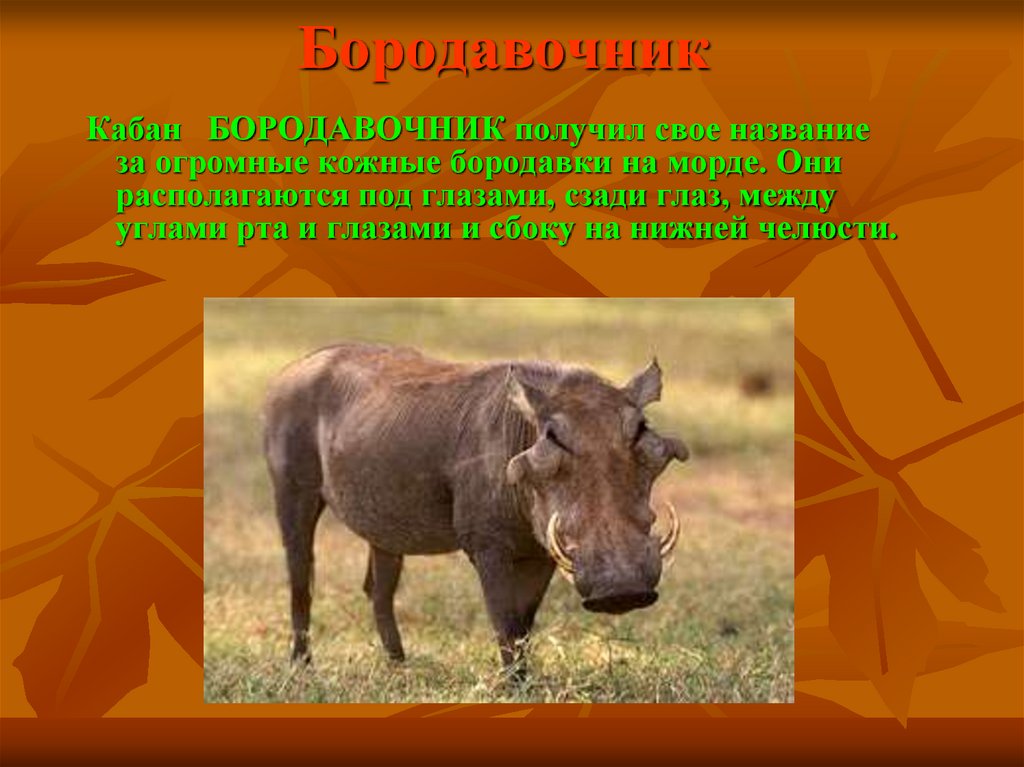 Бородавочник