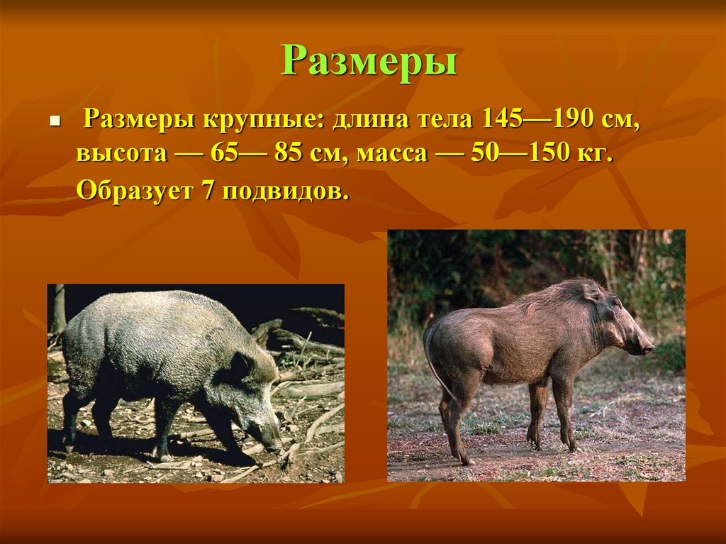 Размеры
