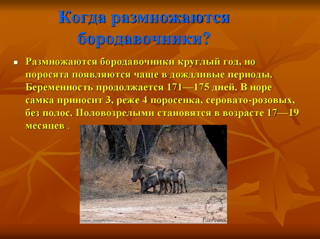 Когда размножаются бородавочники?
