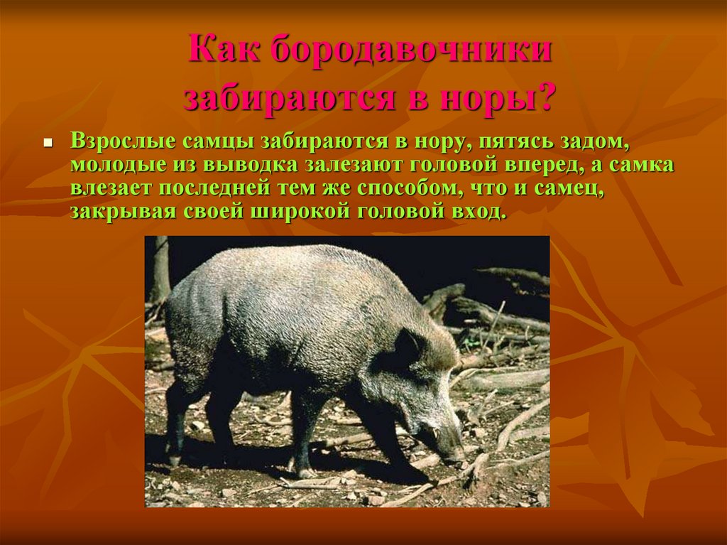 Как бородавочники забираются в норы?