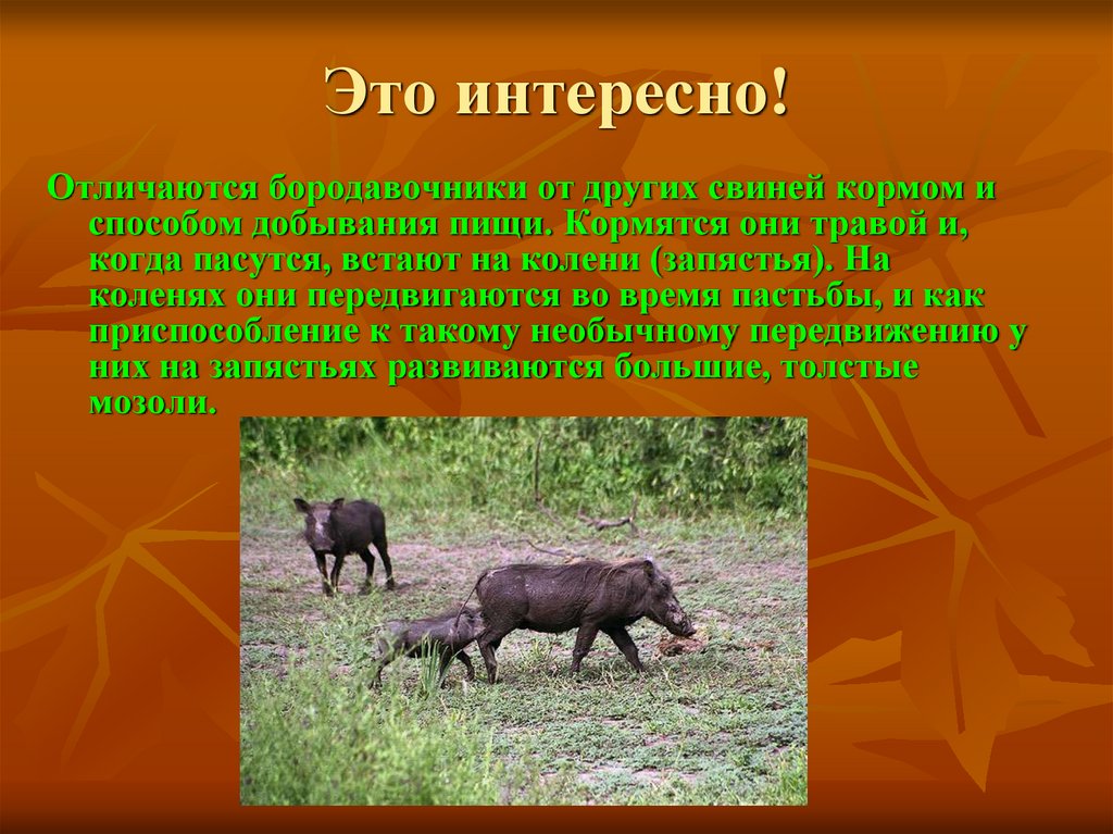 Это интересно!