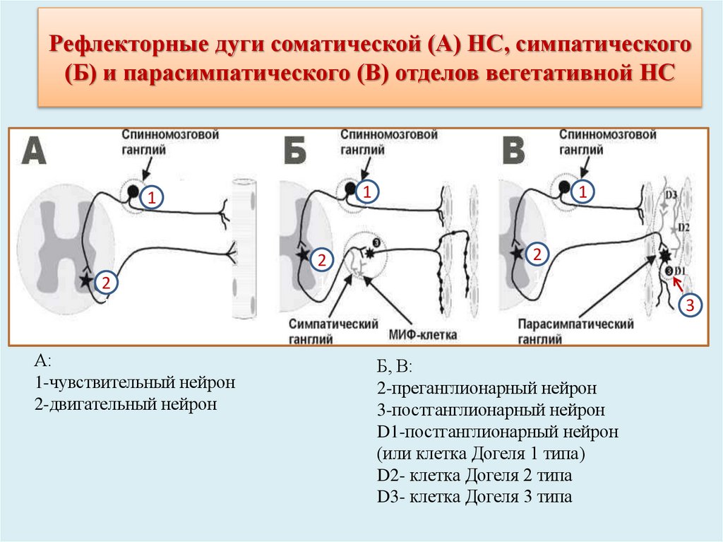 Рефлекторные дуги соматической (А) НС, симпатического (Б) и парасимпатического (В) отделов вегетативной НС