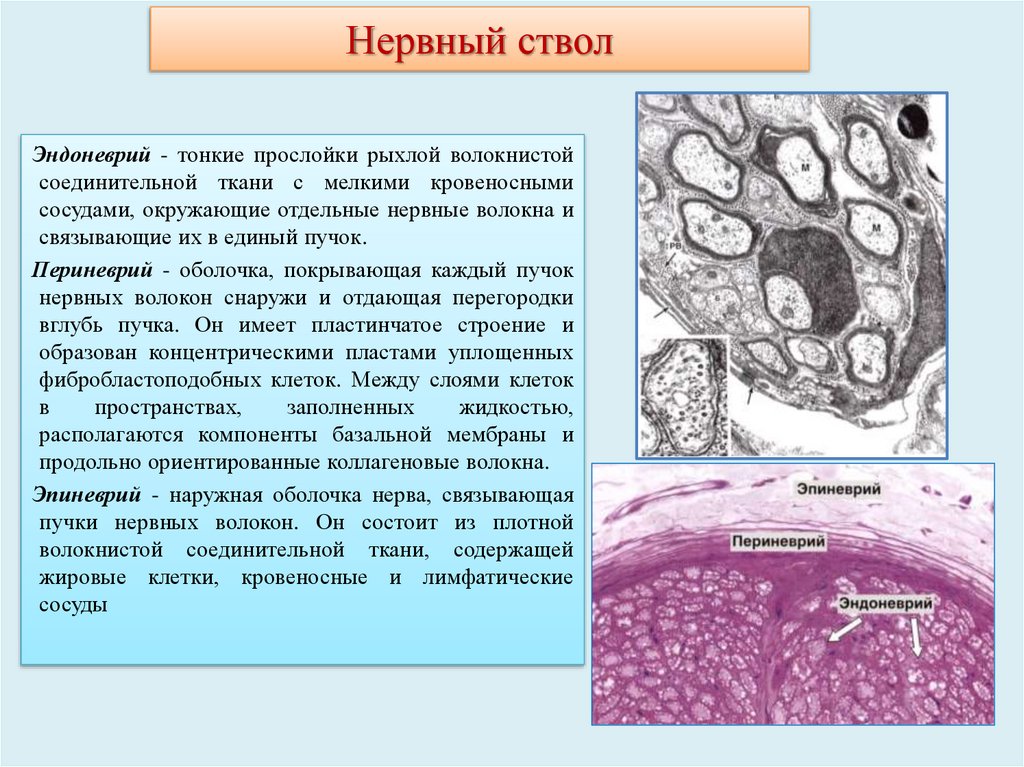 Нервный ствол