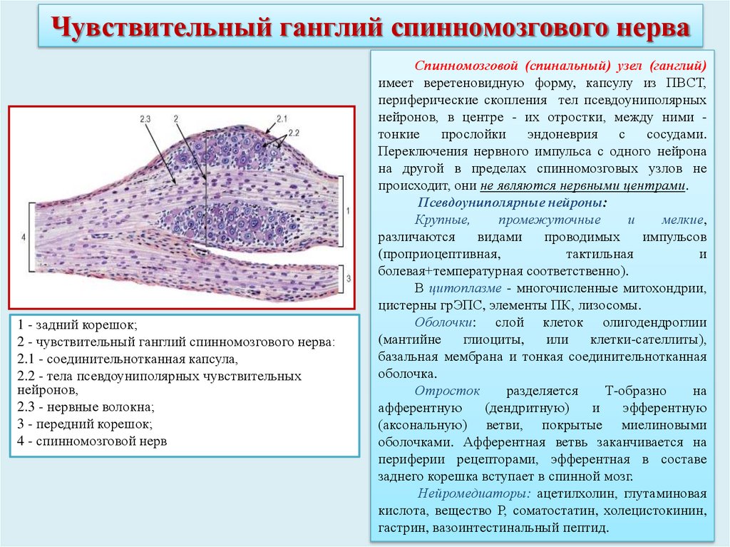 Чувствительный ганглий спинномозгового нерва