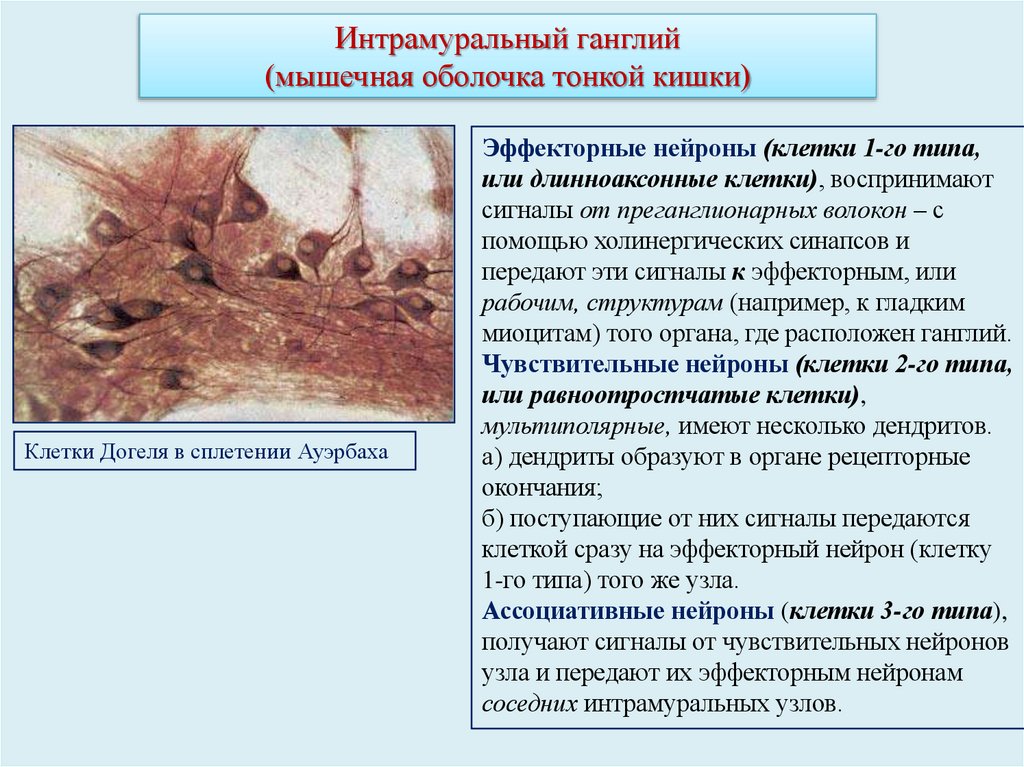 Интрамуральный ганглий (мышечная оболочка тонкой кишки)