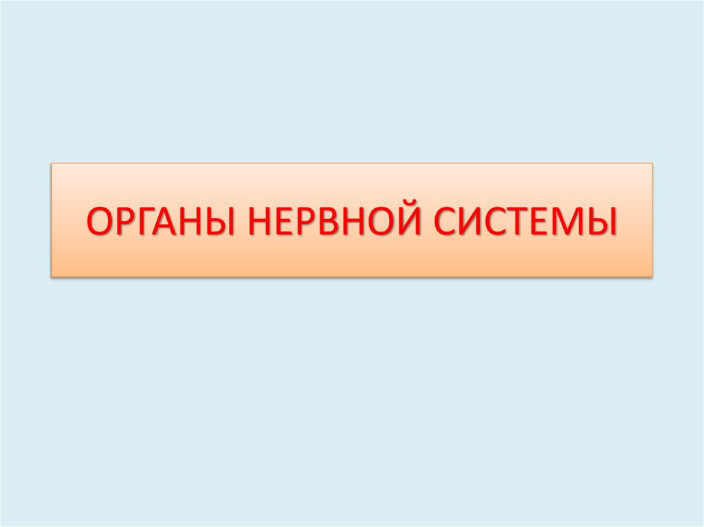 ОРГАНЫ НЕРВНОЙ СИСТЕМЫ