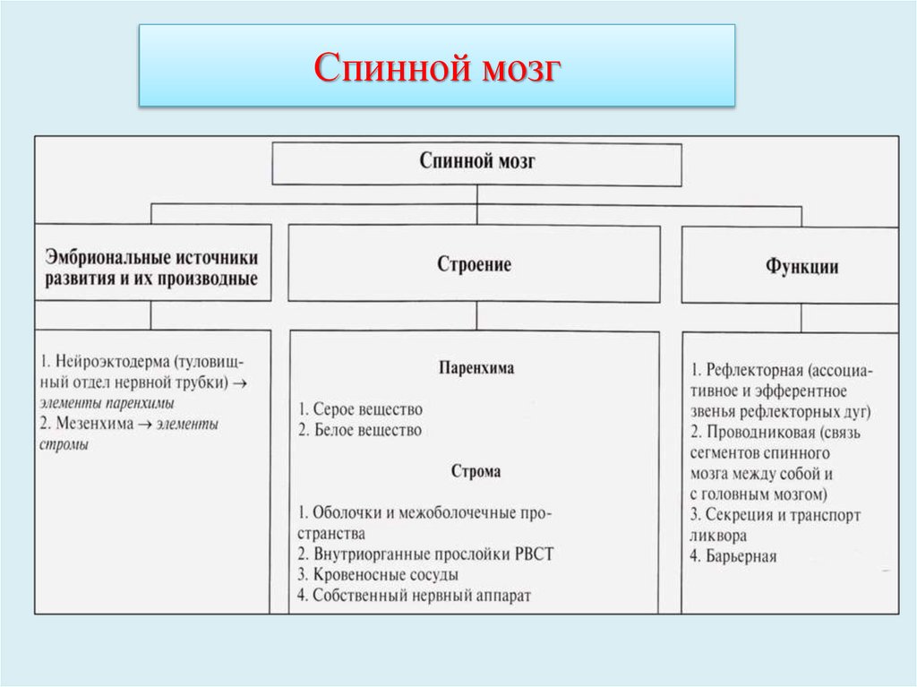 Спинной мозг