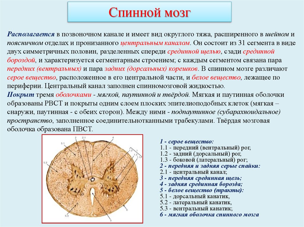 Спинной мозг
