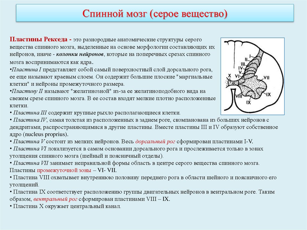 Спинной мозг (серое вещество)