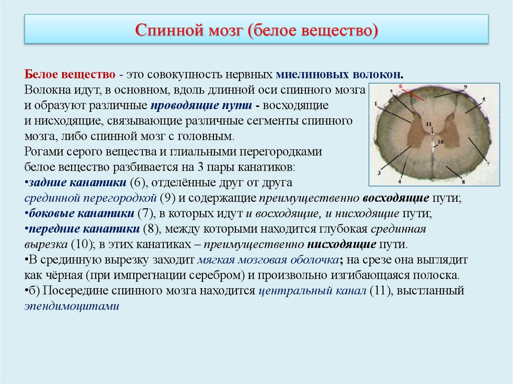 Спинной мозг (белое вещество)