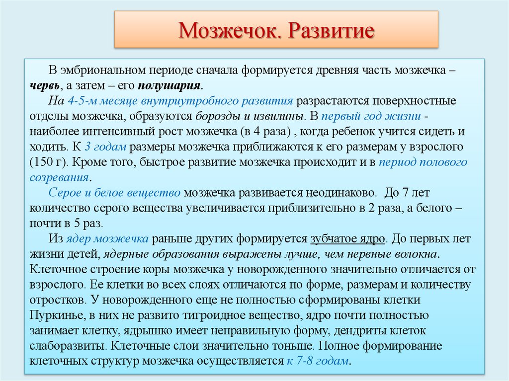 Мозжечок. Развитие