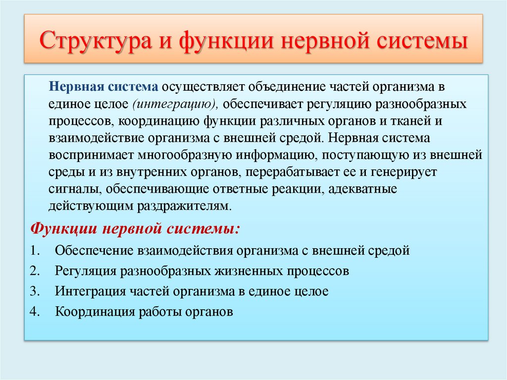Структура и функции нервной системы