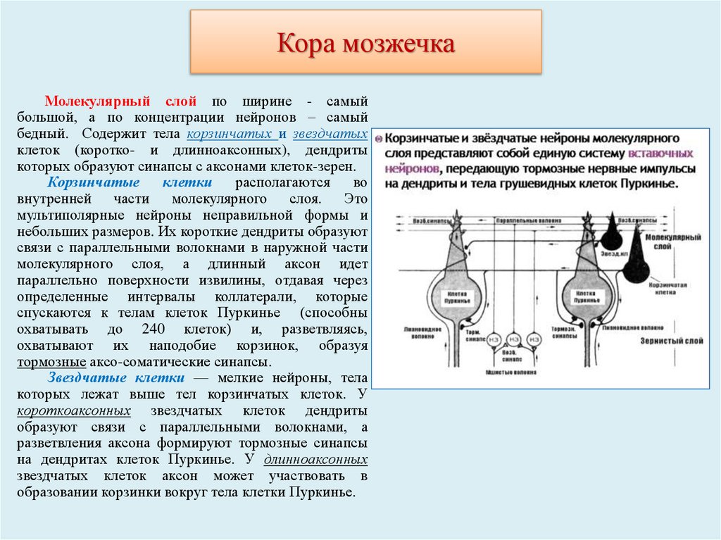 Кора мозжечка