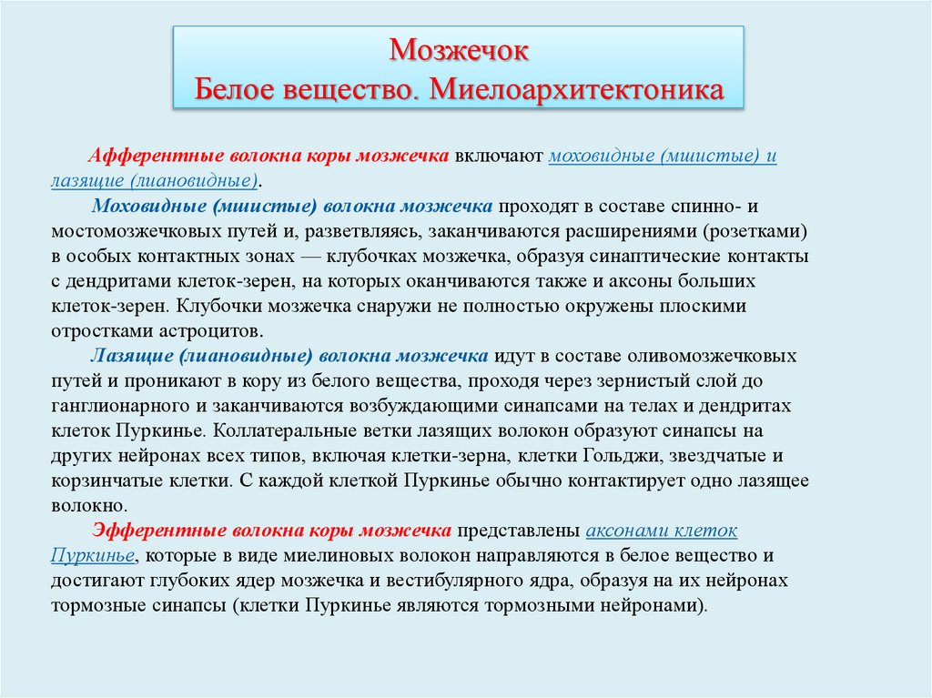 Мозжечок Белое вещество. Миелоархитектоника