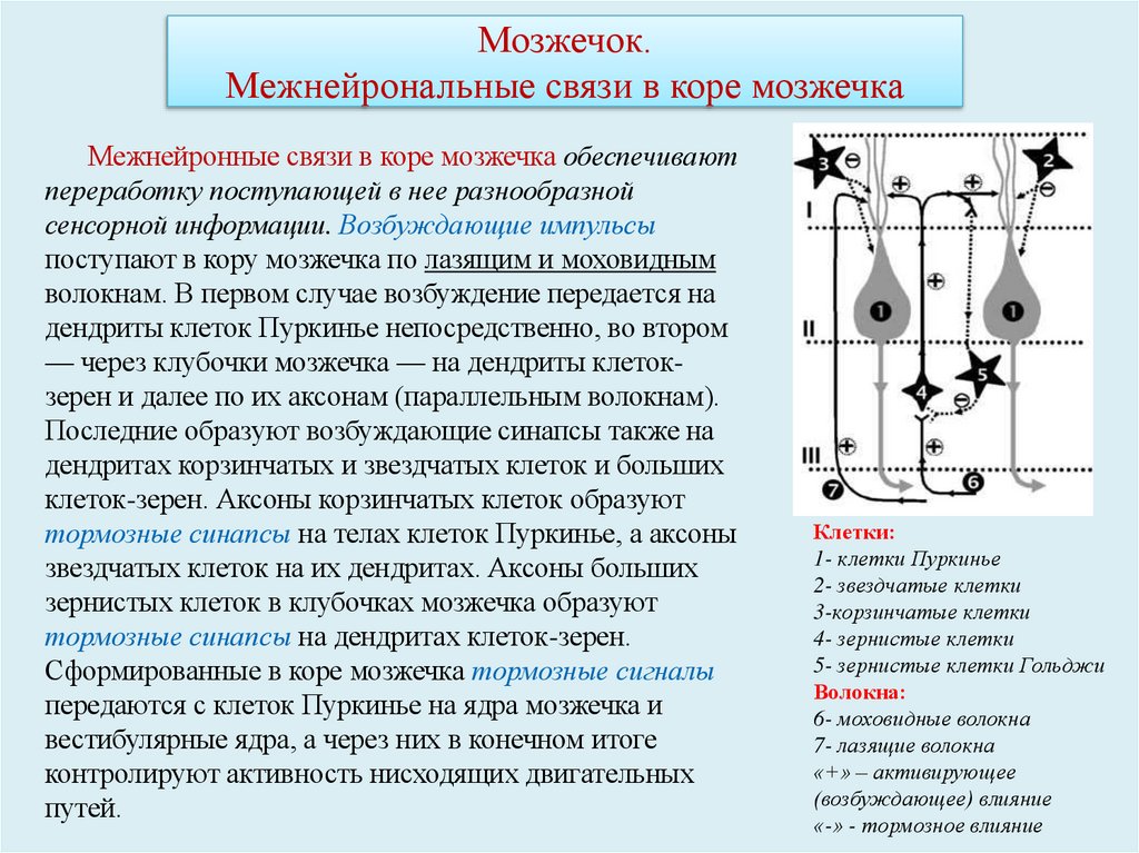 Мозжечок. Межнейрональные связи в коре мозжечка