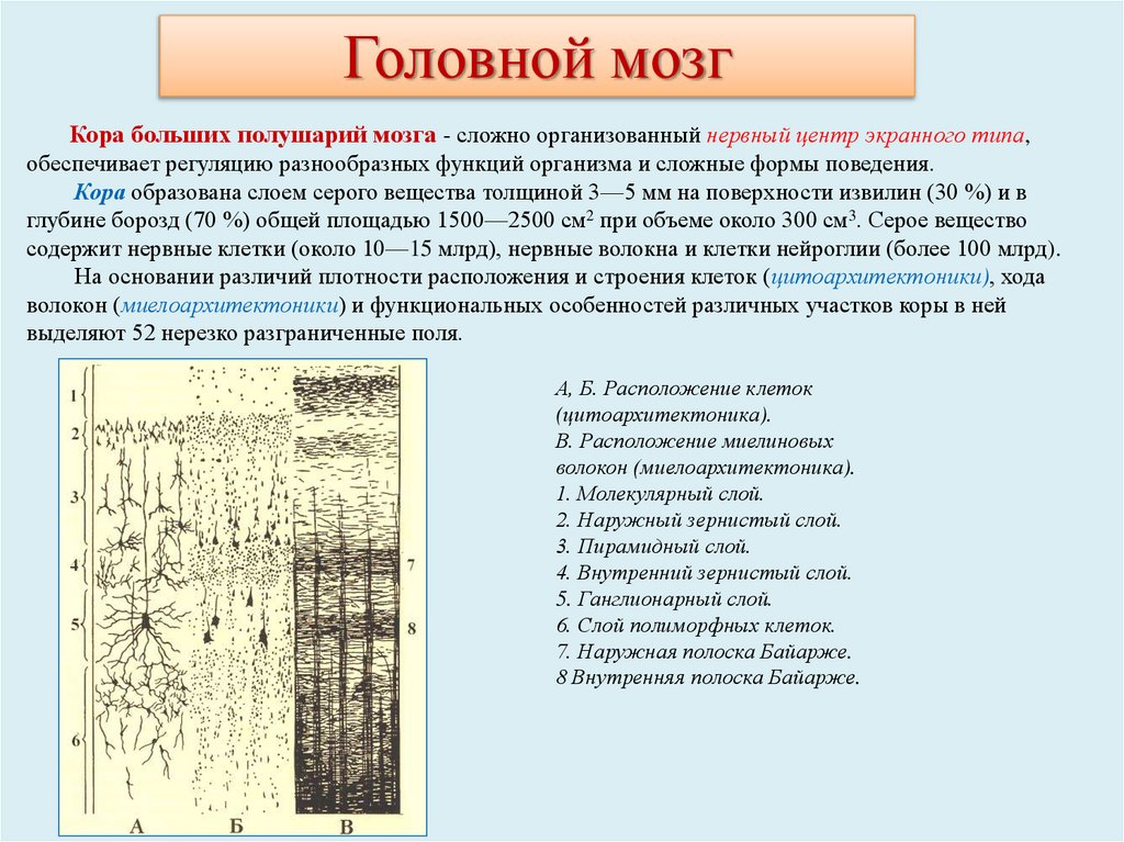 Головной мозг