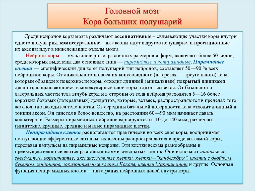 Головной мозг Кора больших полушарий