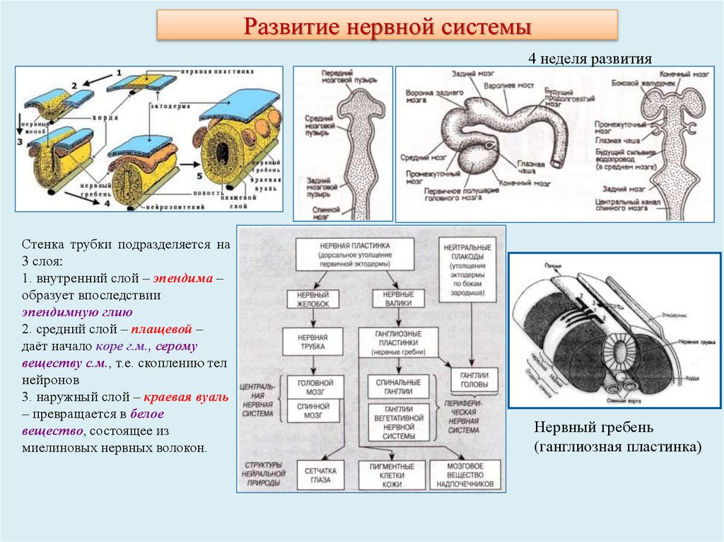 Развитие нервной системы