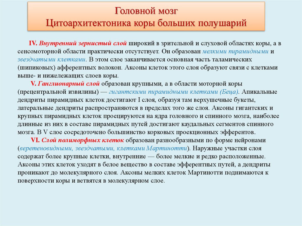 Головной мозг Цитоархитектоника коры больших полушарий