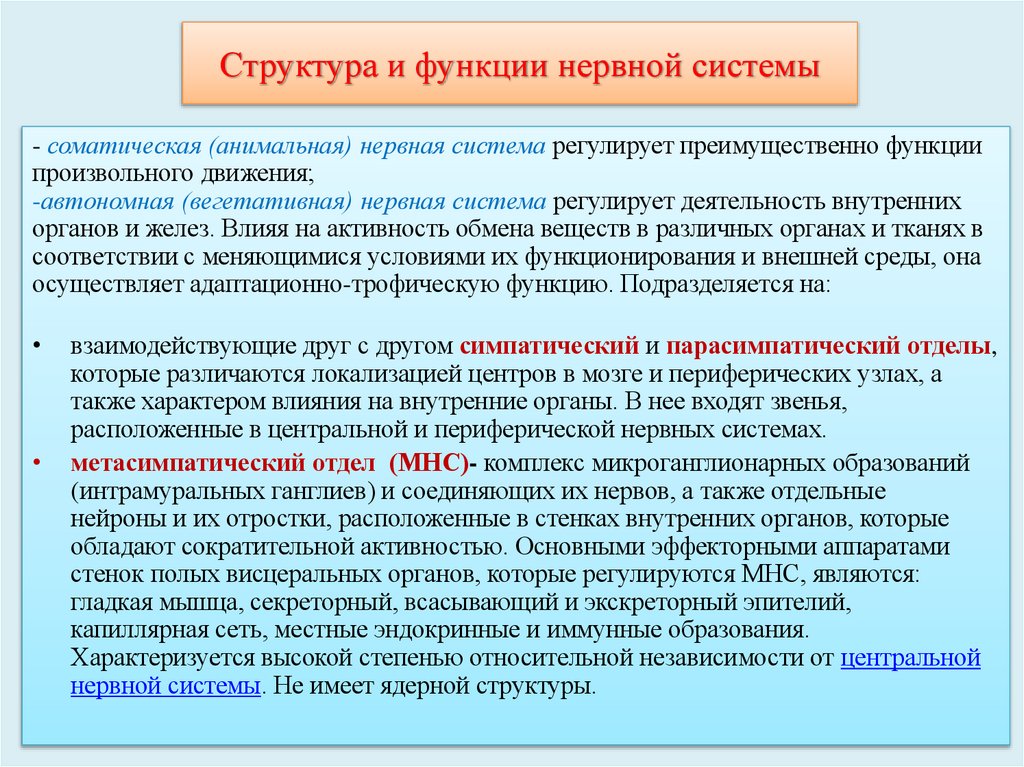 Структура и функции нервной системы