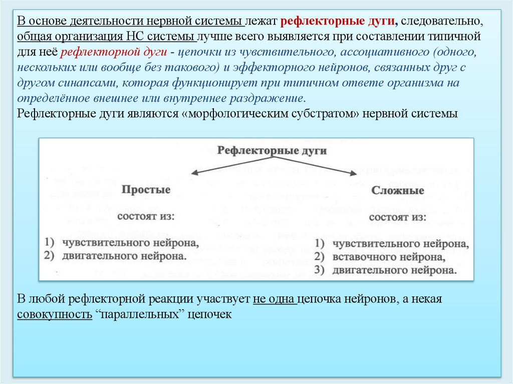 В основе деятельности нервной системы лежат рефлекторные дуги, следовательно, общая организация НС системы лучше всего