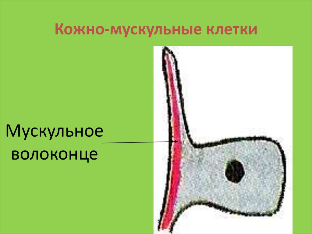 Кожно-мускульные клетки