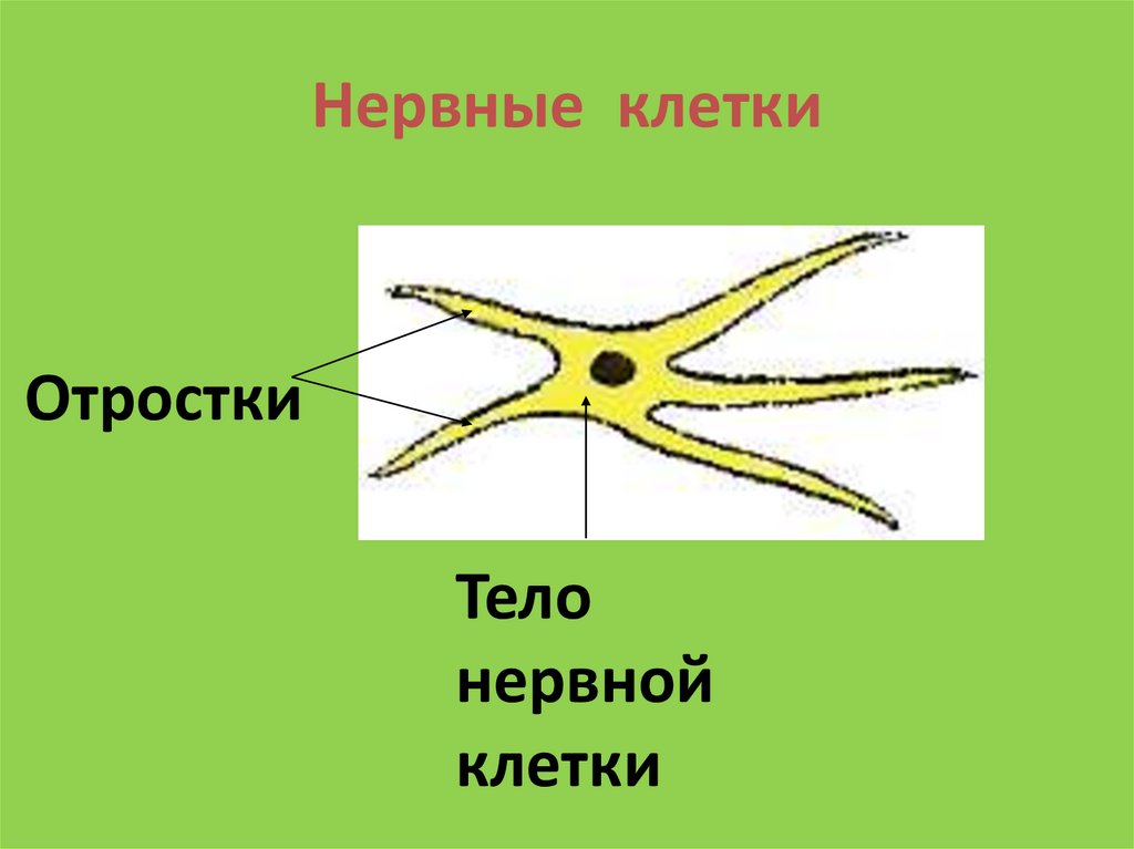 Нервные клетки
