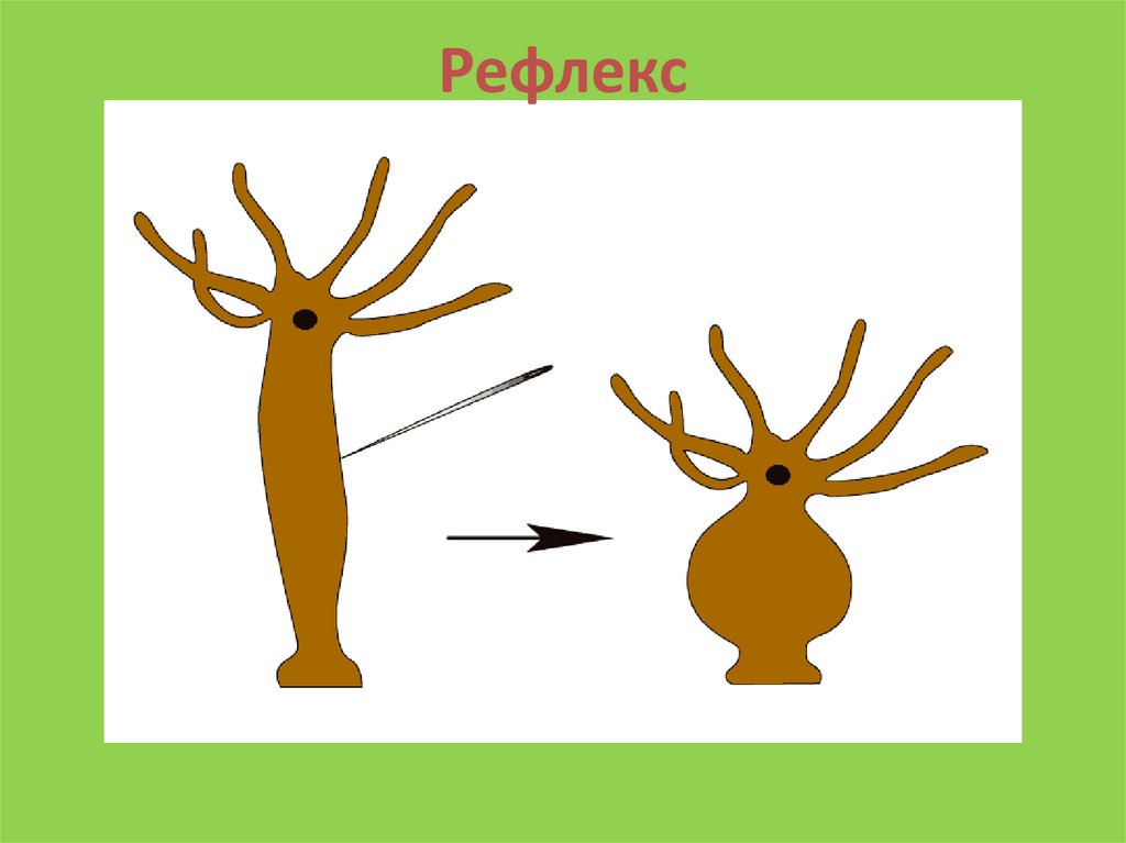 Рефлекс