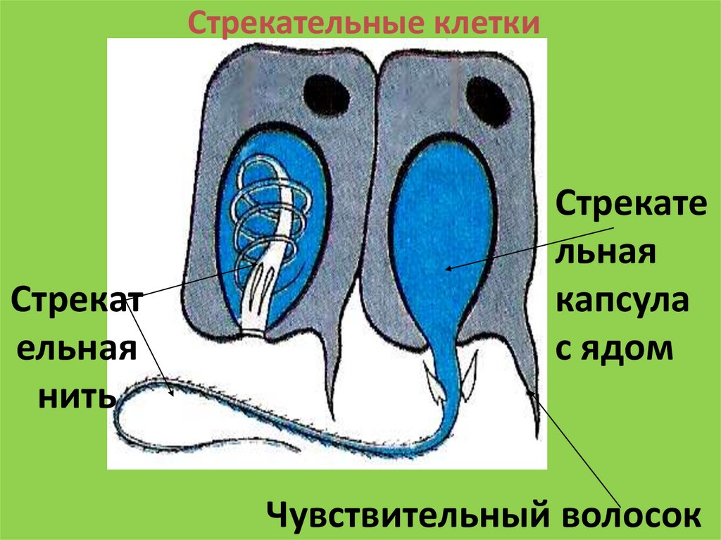 Стрекательные клетки