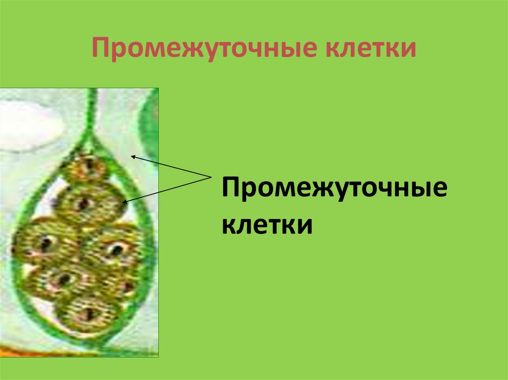 Промежуточные клетки