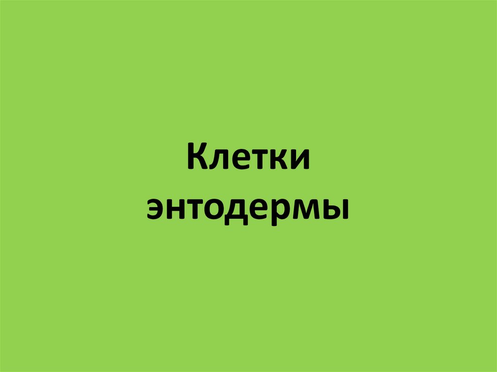 Клетки энтодермы