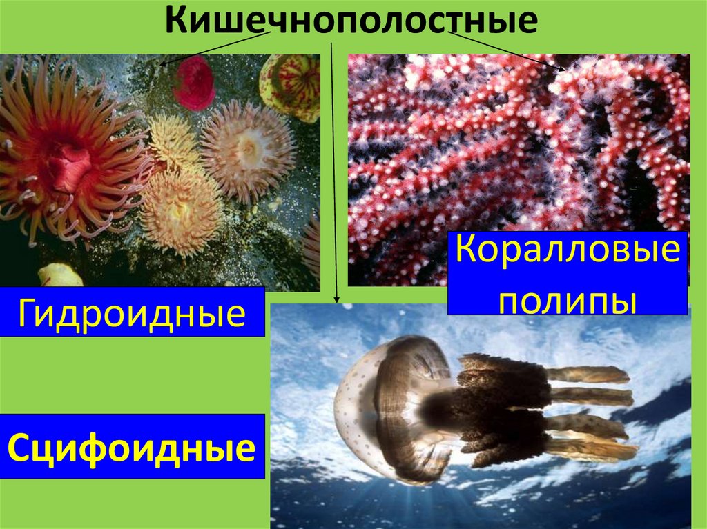 Кишечнополостные