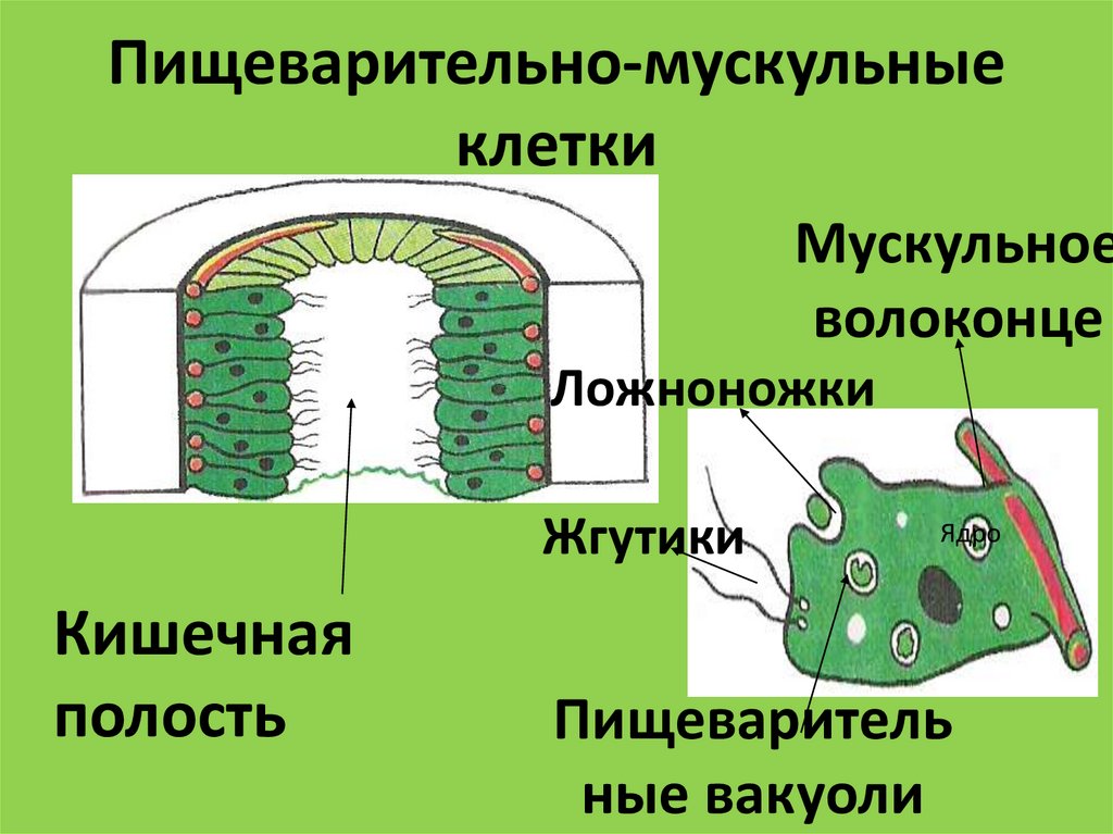 Пищеварительно-мускульные клетки