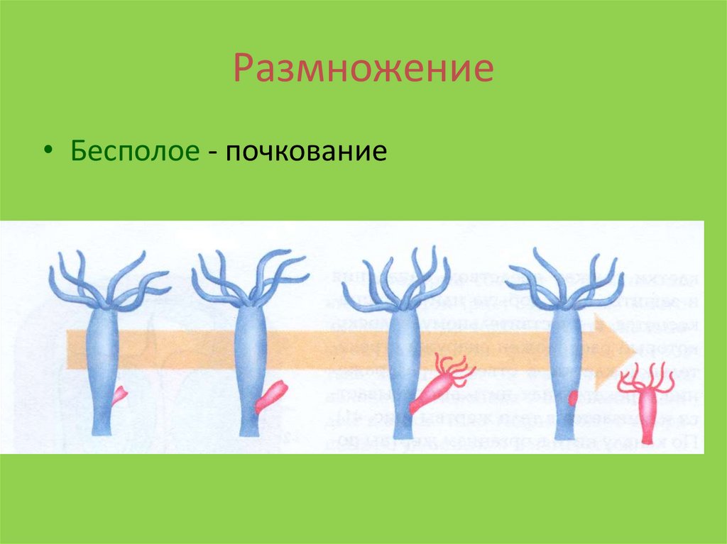 Размножение