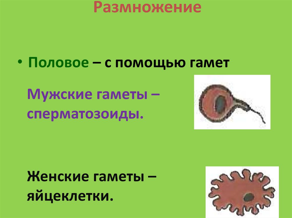 Размножение