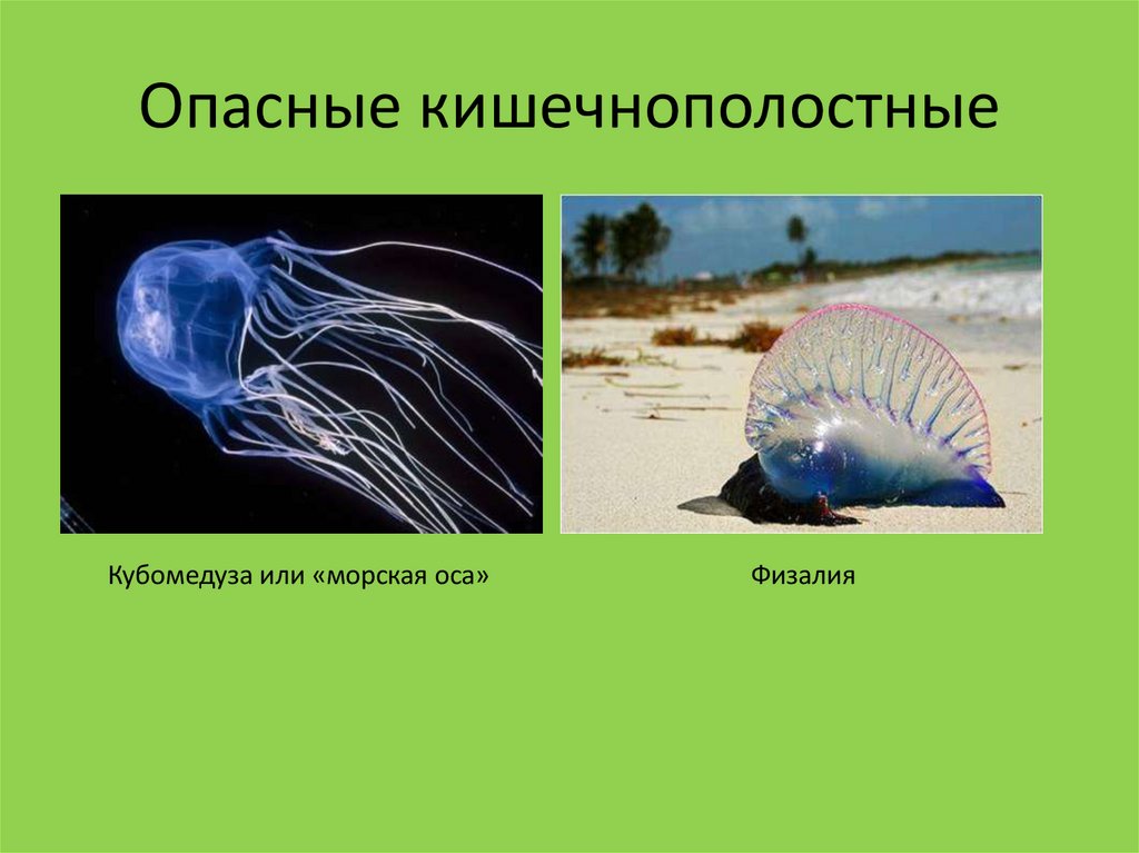 Опасные кишечнополостные