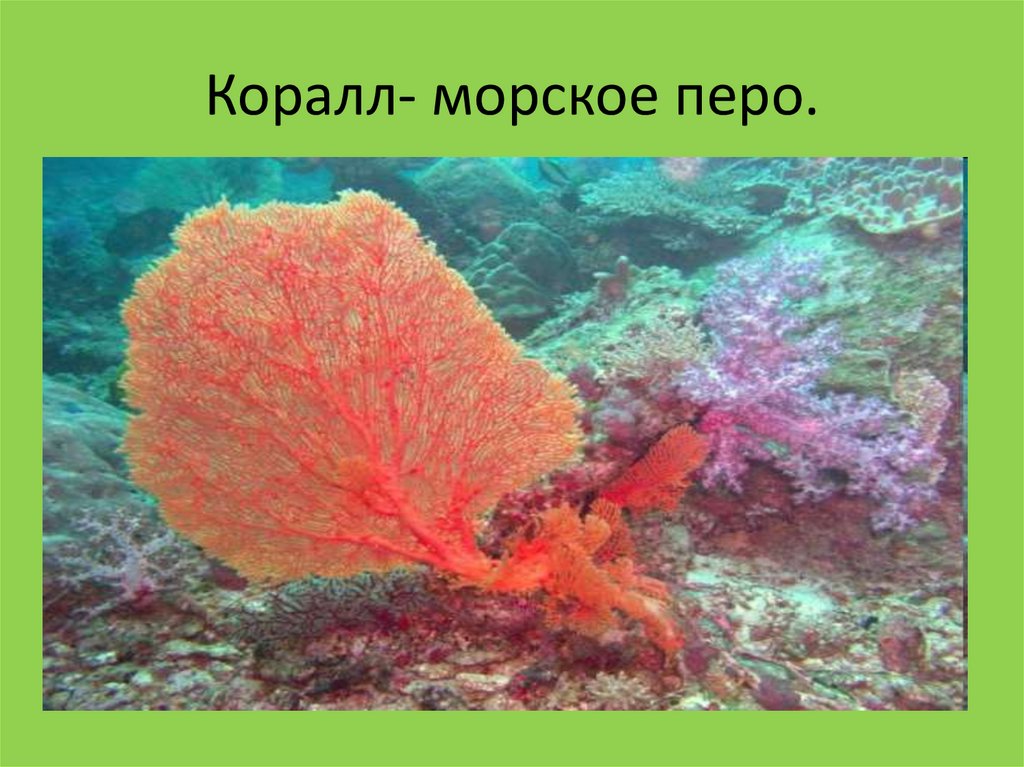 Коралл- морское перо.