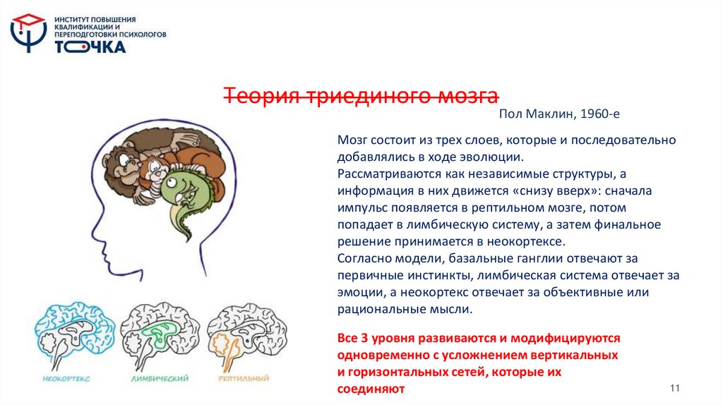 Теория триединого мозга