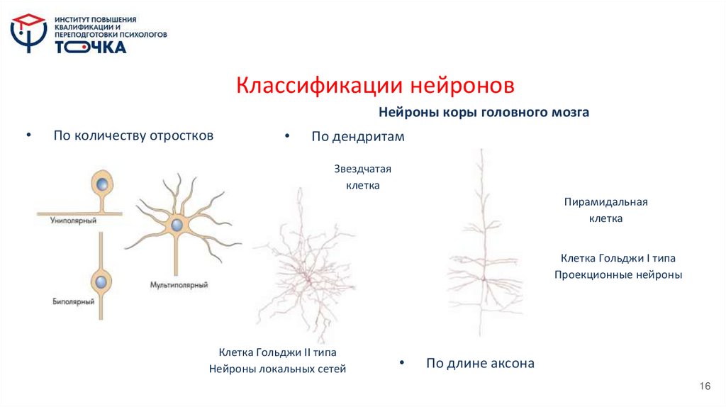 Классификации нейронов