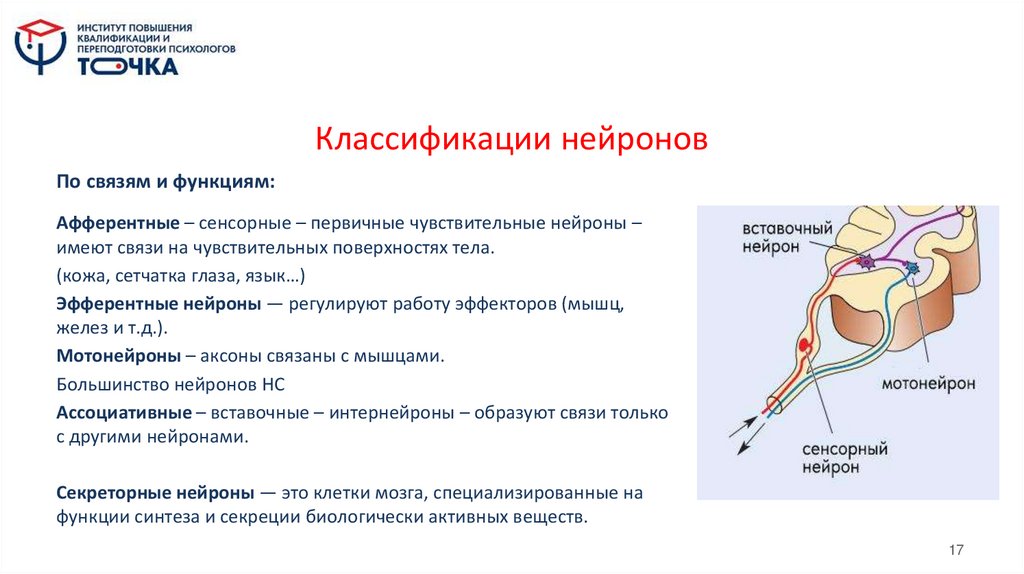 Классификации нейронов