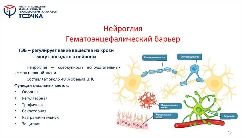 Нейроглия Гематоэнцефалический барьер