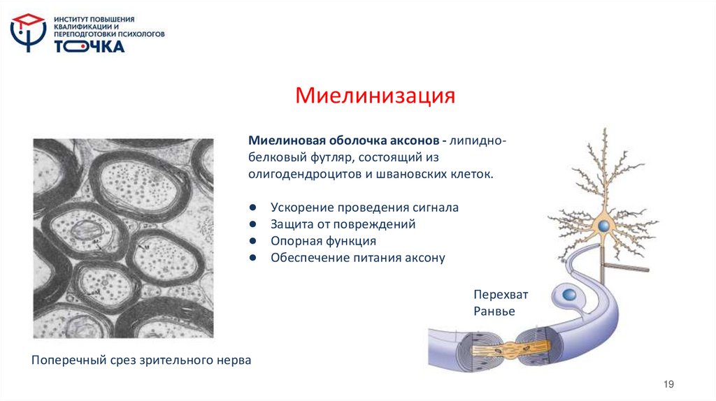 Миелинизация