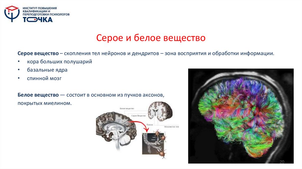 Серое и белое вещество