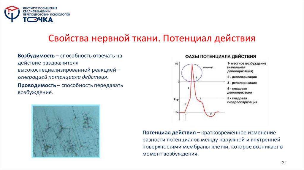 Свойства нервной ткани. Потенциал действия